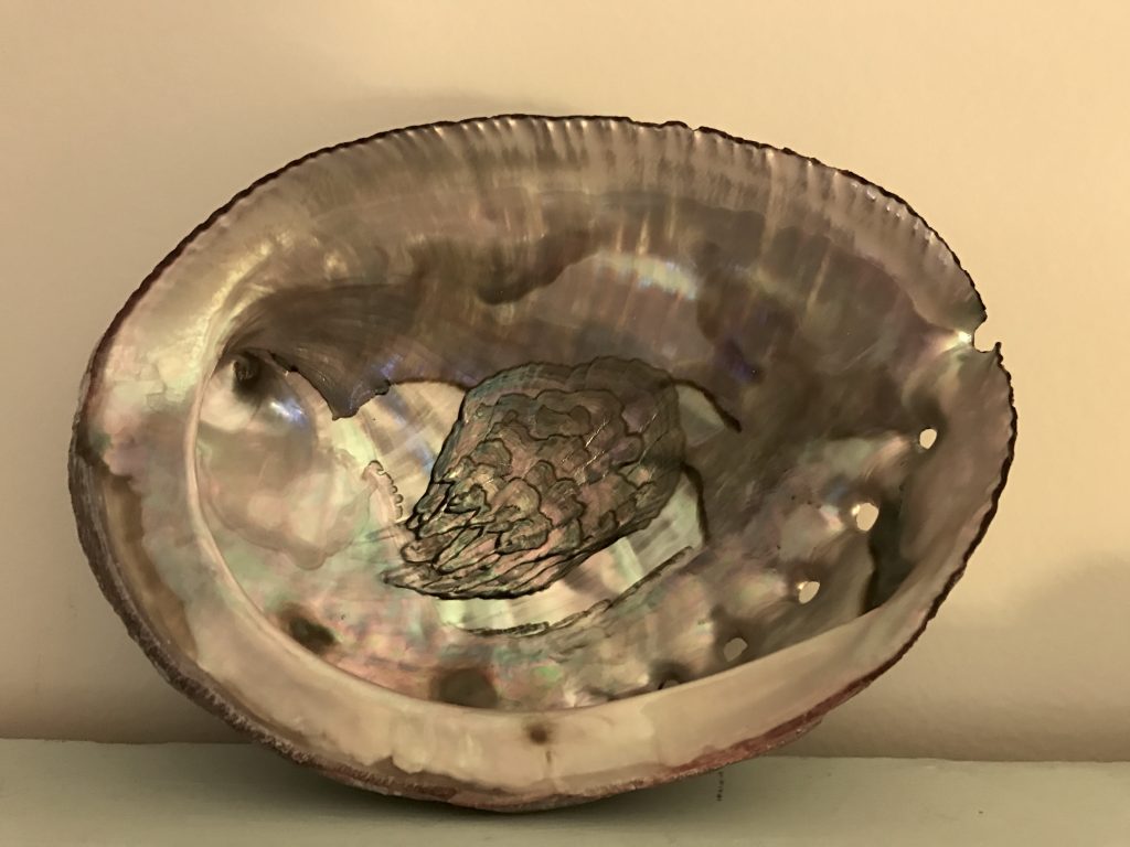 Abalone I found in San Diego