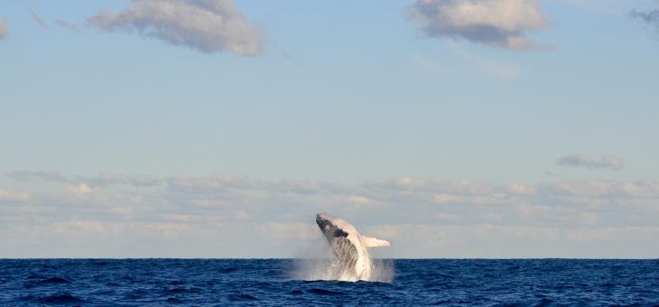 A Whale of a Day in Port Stevens