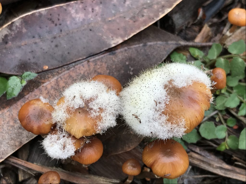 Fungus on Fungus